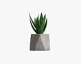 Decorative Potted Plant 10 3D-Modell