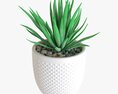 Decorative Potted Plant Succulent 11 3D модель