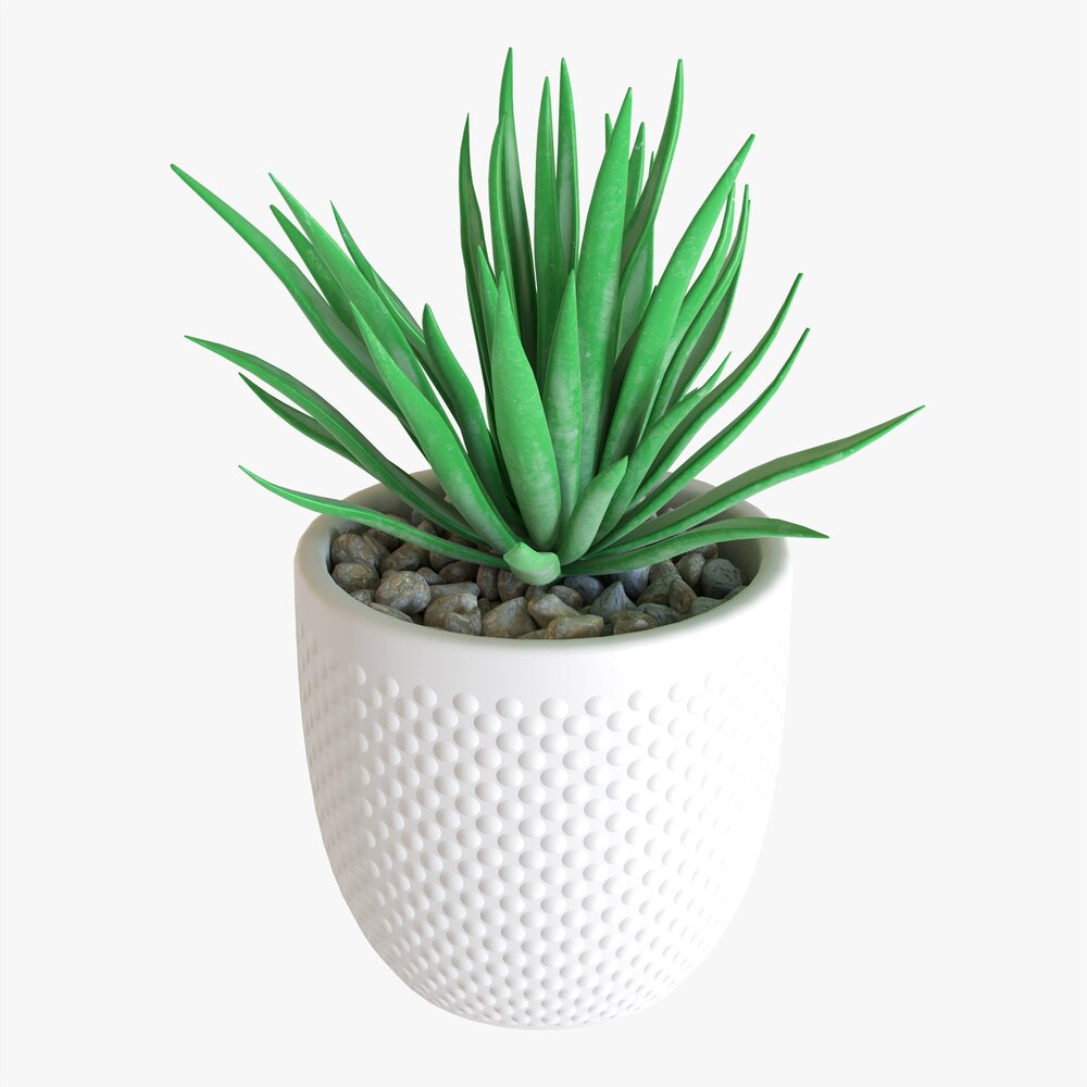 Decorative Potted Plant Succulent 11 Modelo 3D