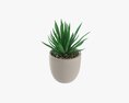 Decorative Potted Plant Succulent 11 3D模型