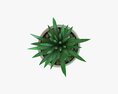 Decorative Potted Plant Succulent 11 3D 모델 