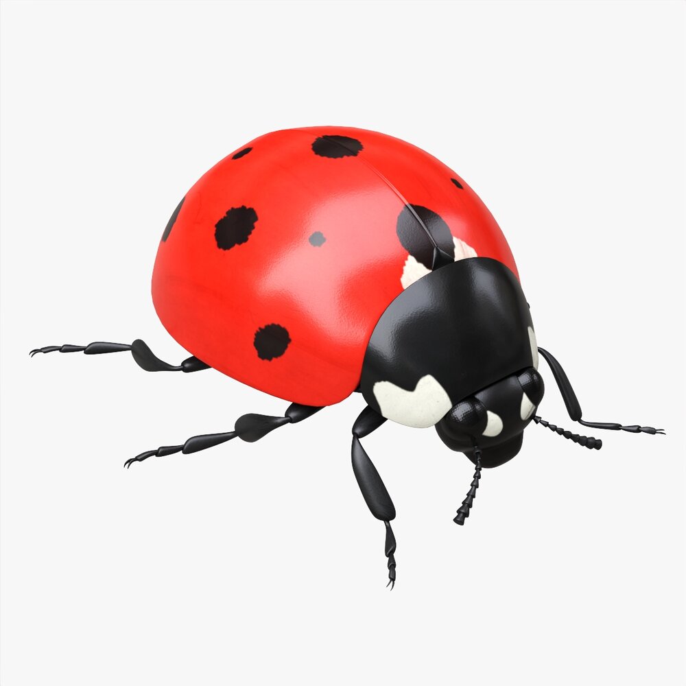 Ladybug 3D 모델 