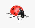 Ladybug 3d model