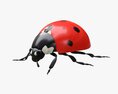 Ladybug 3D модель