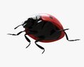 Ladybug 3D-Modell