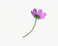 Flower Aster Cosmos Bipinnatus 3D 모델 