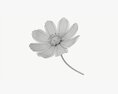 Flower Aster Cosmos Bipinnatus Modello 3D