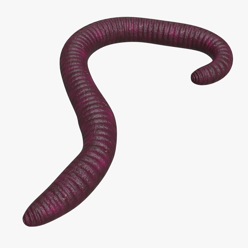 Red Worm 02 3D model