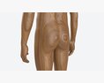 Male Full Body Mannequin Wooden Modello 3D