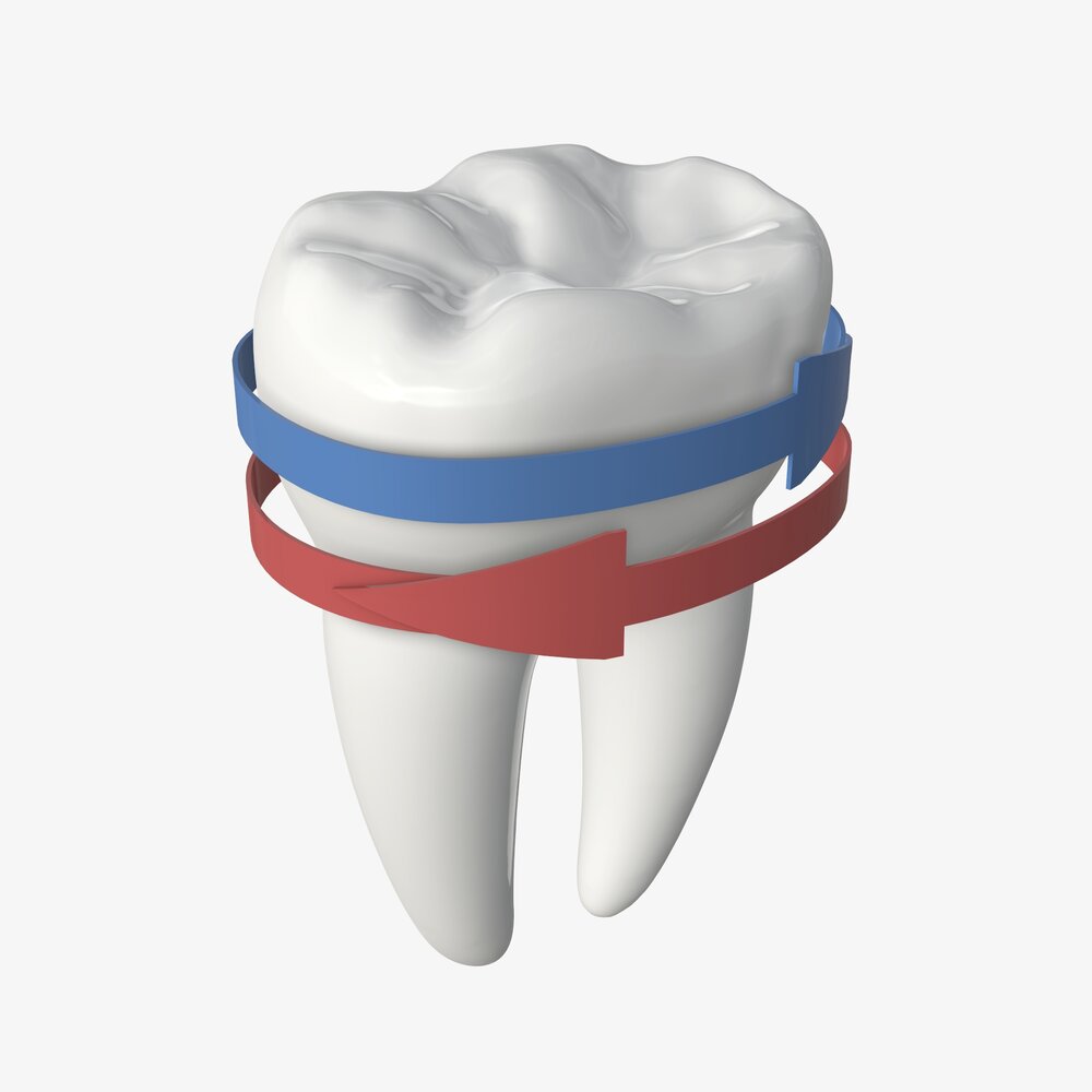 Tooth Molars With Arrow 02 3D 모델 