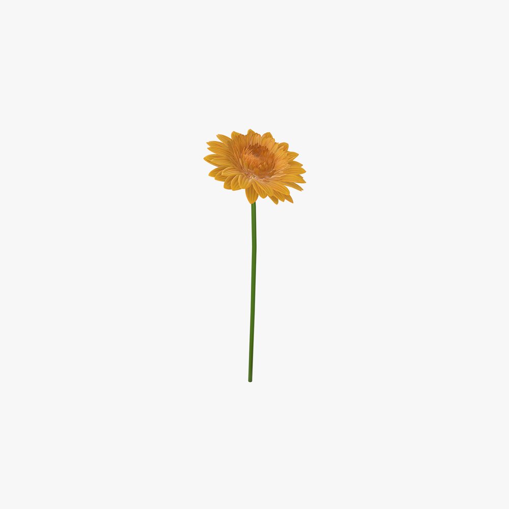 Gerbera Flower Modello 3D