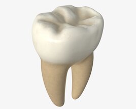 Tooth Molars Modèle 3D