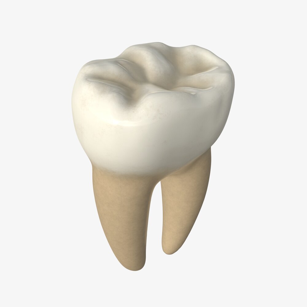 Tooth Molars 3Dモデル