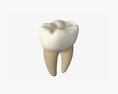 Tooth Molars Modèle 3d