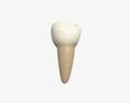 Tooth Molars Modelo 3d
