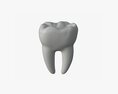 Tooth Molars Modèle 3d