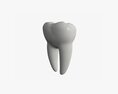 Tooth Molars 3D-Modell