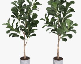 Artificial Ficus Plant In Pot 3D model