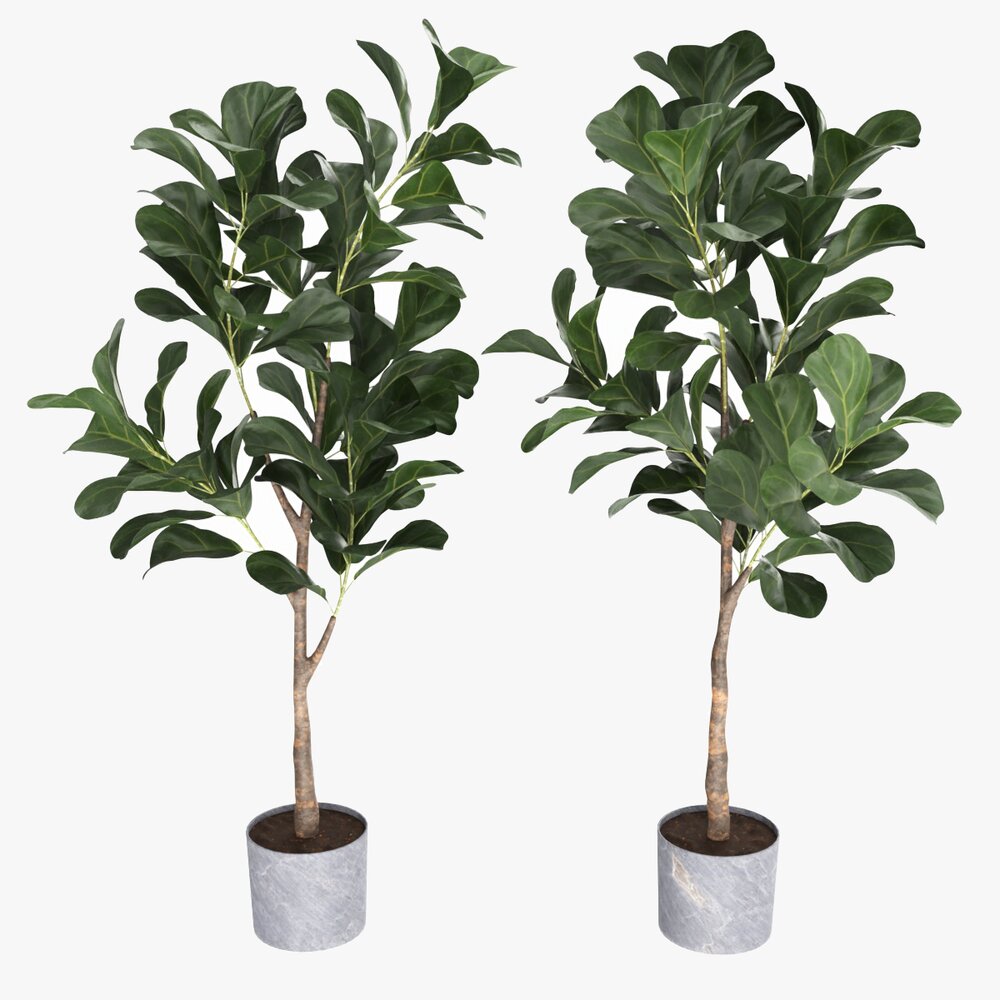 Artificial Ficus Plant In Pot 3D模型