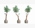 Artificial Olive Tree With Plantpot 3d model