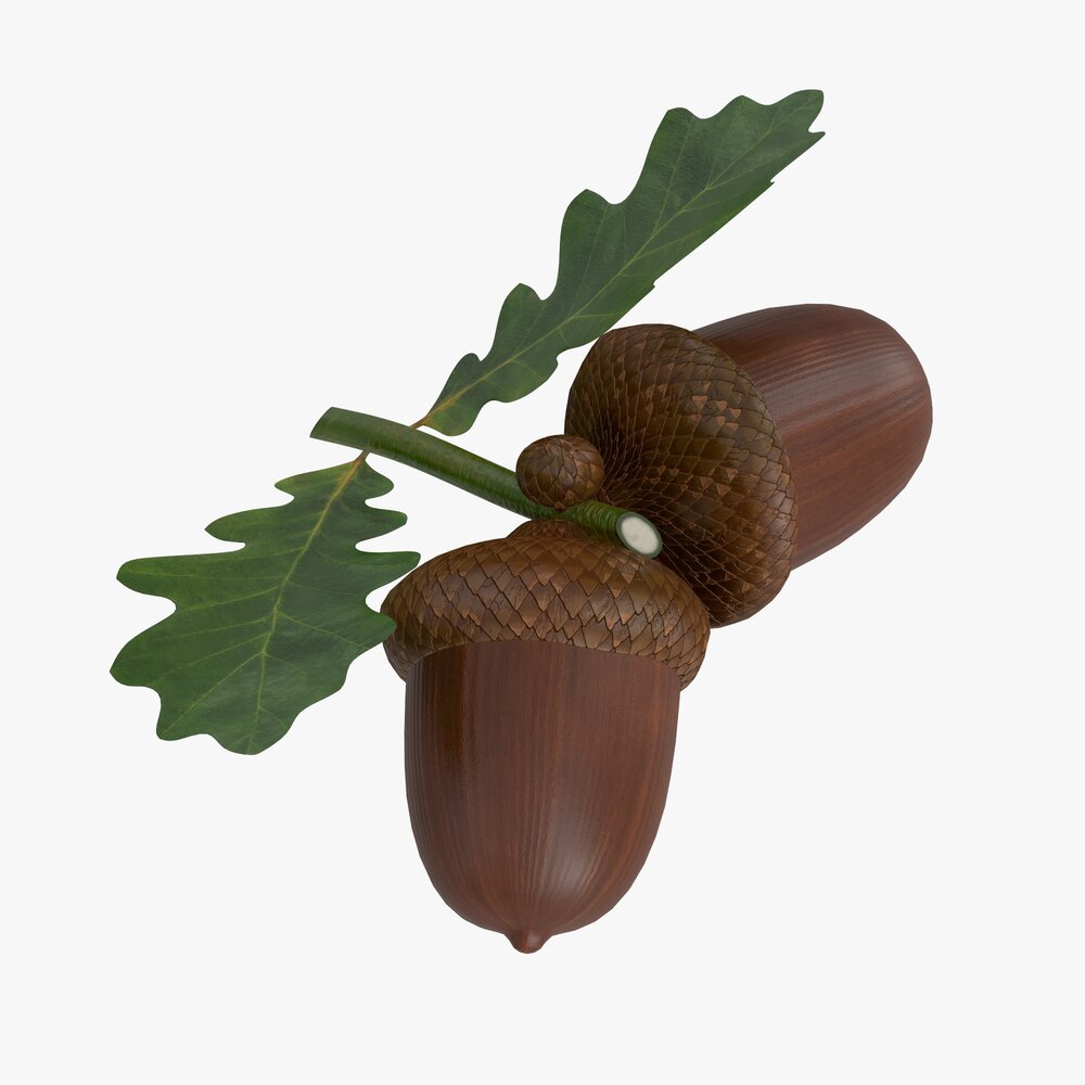 Dried Acorns With Leaf 3D модель