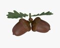 Dried Acorns With Leaf 3D-Modell
