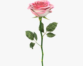 Single Beautiful Pink Rose 3D 모델 