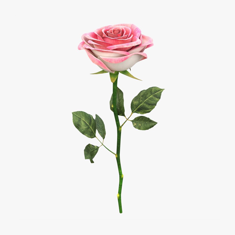 Single Beautiful Pink Rose 3D-Modell