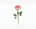 Single Beautiful Pink Rose Modèle 3d