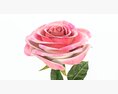Single Beautiful Pink Rose Modelo 3d