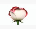 Single Beautiful Pink Rose 3D модель