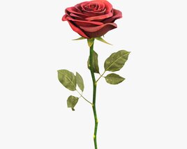 Single Beautiful Red Rose 3D 모델 