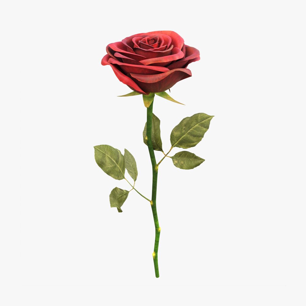 Single Beautiful Red Rose 3D model
