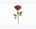 Single Beautiful Red Rose Modèle 3d