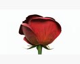 Single Beautiful Red Rose Modelo 3d