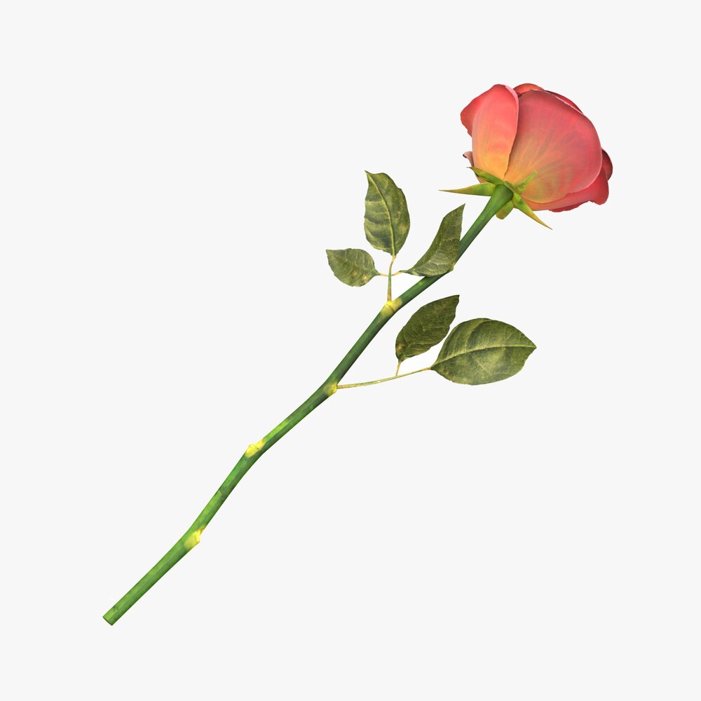 Single Beautiful Red Rose On Ground 3D model