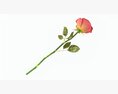 Single Beautiful Red Rose On Ground Modèle 3d
