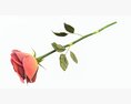 Single Beautiful Red Rose On Ground 3D модель