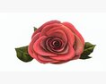 Single Beautiful Red Rose On Ground Modèle 3d