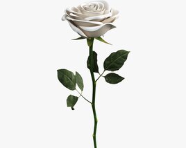 Single Beautiful White Rose 3D模型
