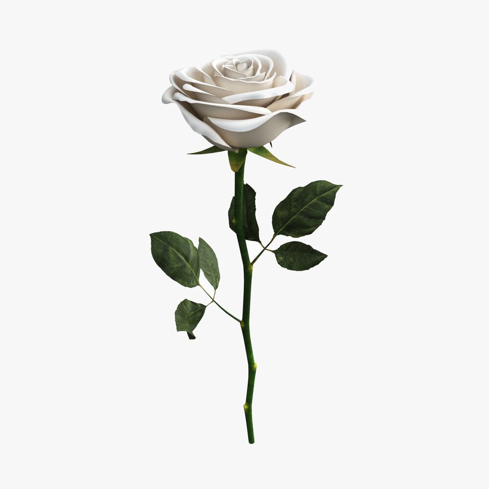 Single Beautiful White Rose Modèle 3D