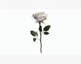 Single Beautiful White Rose 3D модель