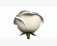 Single Beautiful White Rose Modèle 3d