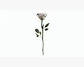Single Beautiful White Rose Modèle 3d
