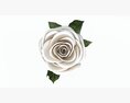 Single Beautiful White Rose 3D 모델 