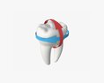 Tooth Molars With Arrow 01 3D 모델 