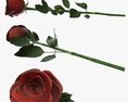Single Beautiful Red Rose On Ground Modello 3D