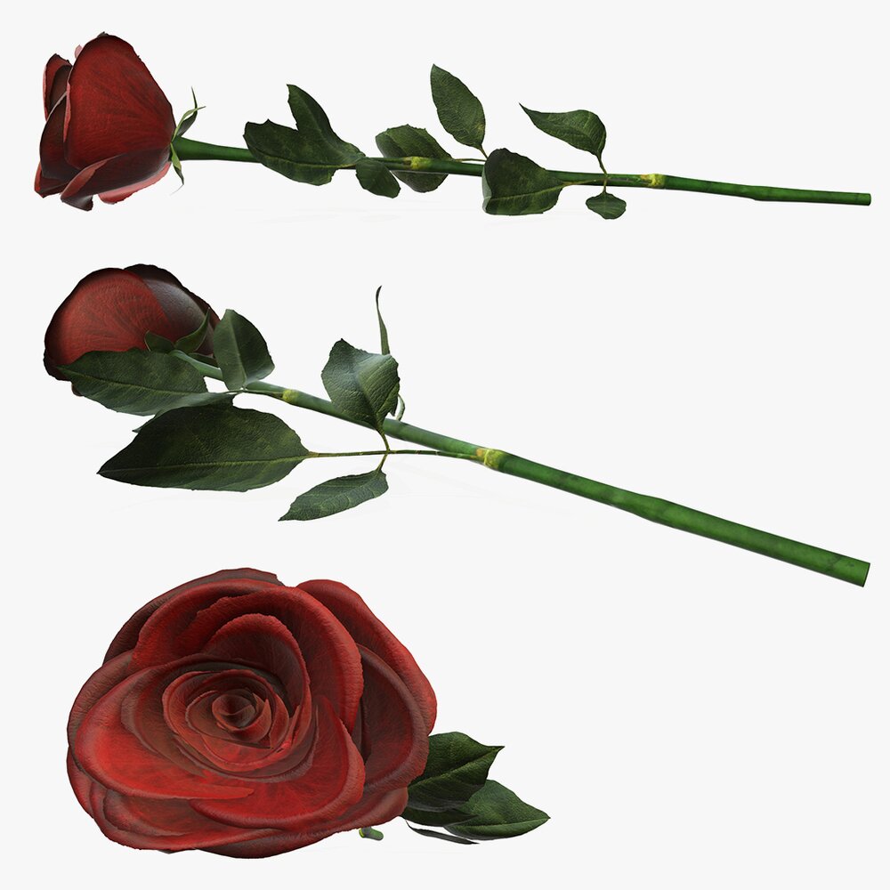 Single Beautiful Red Rose On Ground 3D model