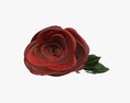 Single Beautiful Red Rose On Ground Modelo 3d