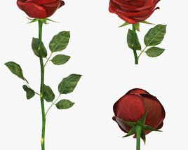 Single Beautiful Red Rose Modèle 3D